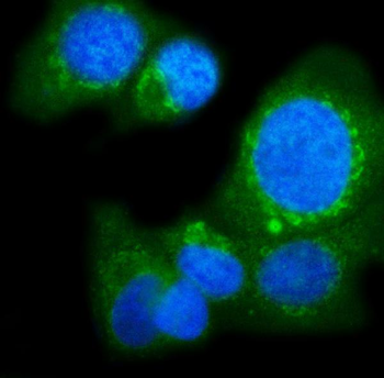 POGLUT1 Rabbit Polyclonal Antibody