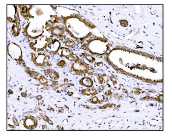 Prolyl Endopeptidase/PREP Rabbit Polyclonal Antibody