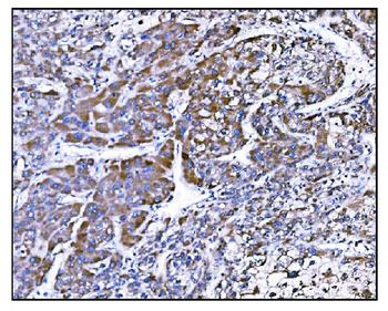 Prolyl Endopeptidase/PREP Rabbit Polyclonal Antibody