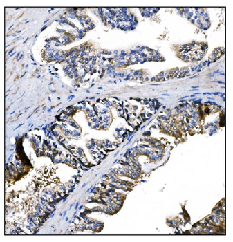 Prolyl Endopeptidase/PREP Rabbit Polyclonal Antibody