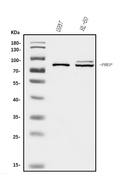 Prolyl Endopeptidase/PREP Rabbit Polyclonal Antibody