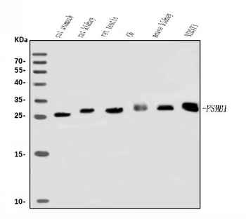Psmb1 Rabbit Polyclonal Antibody