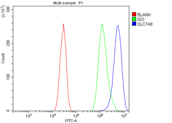 Slc7a9 Rabbit Polyclonal Antibody