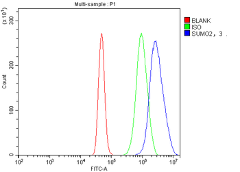 SUMO2/3 Rabbit Polyclonal Antibody