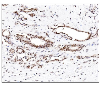 SUMO2/3 Rabbit Polyclonal Antibody