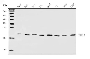 SUMO2/3 Rabbit Polyclonal Antibody