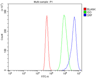 Serum Response Factor/SRF Rabbit Polyclonal Antibody