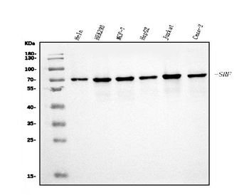 Serum Response Factor/SRF Rabbit Polyclonal Antibody
