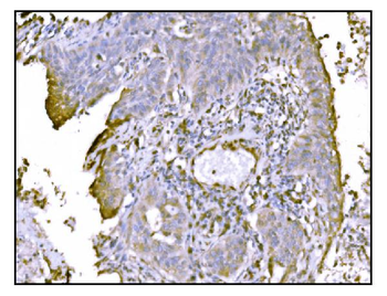 TRAP alpha/TRAPA/SSR1 Rabbit Polyclonal Antibody
