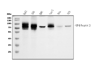 TGFBR2 Mouse Monoclonal Antibody