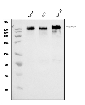 IGF2R Mouse Monoclonal Antibody