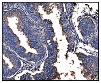 Hsp90 alpha Mouse Monoclonal Antibody