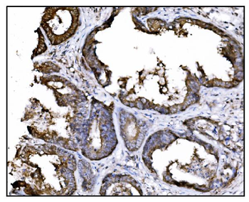 Hsp90 alpha Mouse Monoclonal Antibody