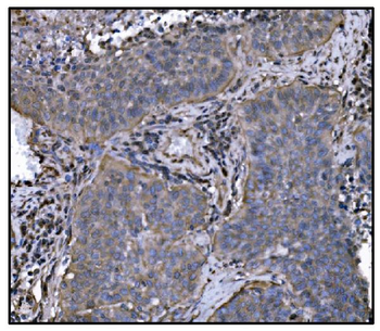 Hsp90 alpha Mouse Monoclonal Antibody