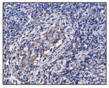 Hsp90 alpha Mouse Monoclonal Antibody