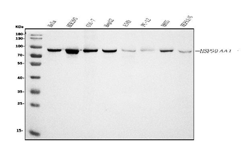Hsp90 alpha Mouse Monoclonal Antibody