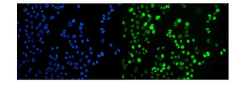JAB1 Mouse Monoclonal Antibody