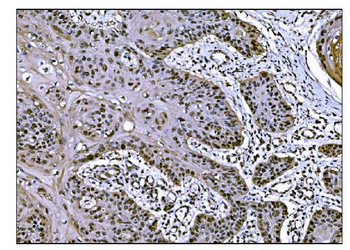 JAB1 Mouse Monoclonal Antibody