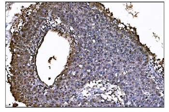 JAB1 Mouse Monoclonal Antibody