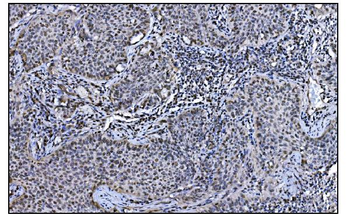 JAB1 Mouse Monoclonal Antibody