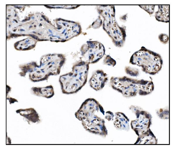 JAB1 Mouse Monoclonal Antibody