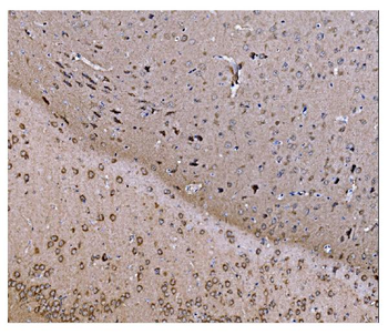 JAB1 Mouse Monoclonal Antibody