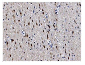 JAB1 Mouse Monoclonal Antibody