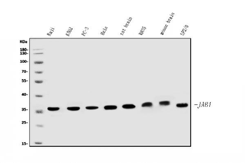 JAB1 Mouse Monoclonal Antibody