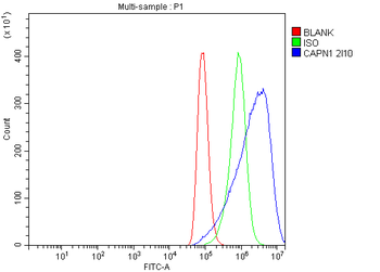 Calpain 1 Mouse Monoclonal Antibody