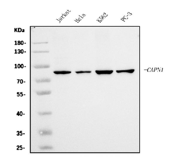Calpain 1 Mouse Monoclonal Antibody
