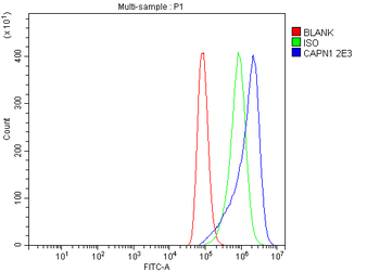 Calpain 1 Mouse Monoclonal Antibody