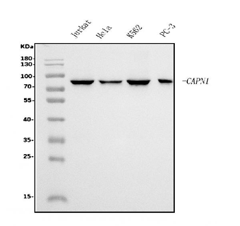 Calpain 1 Mouse Monoclonal Antibody
