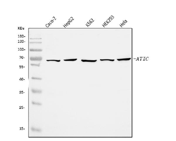 ATIC Rabbit Polyclonal Antibody
