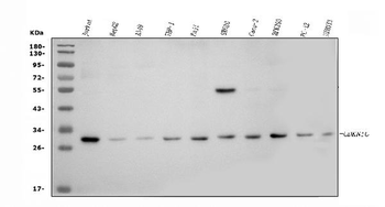 p57 Kip2/CDKN1C Rabbit Polyclonal Antibody