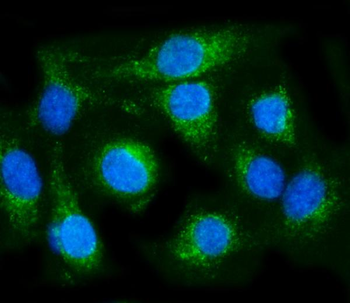 COX6B1 Rabbit Polyclonal Antibody