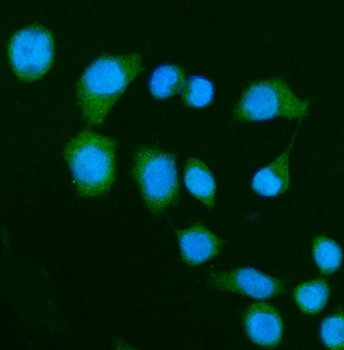 DAP1/DAP Rabbit Polyclonal Antibody
