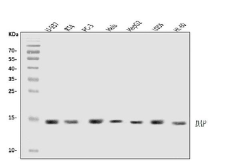 DAP1/DAP Rabbit Polyclonal Antibody