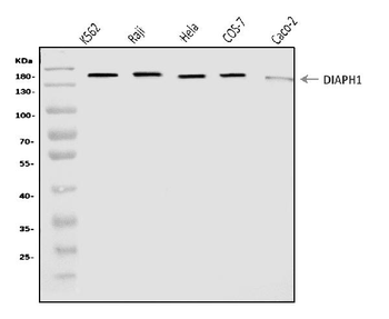 DIAPH1 Rabbit Polyclonal Antibody