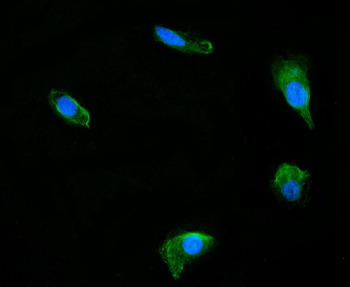 DUSP6 Rabbit Polyclonal Antibody