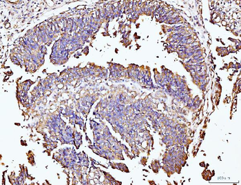 DUSP6 Rabbit Polyclonal Antibody