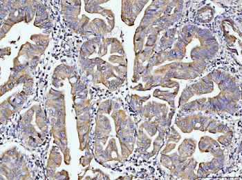 DUSP6 Rabbit Polyclonal Antibody