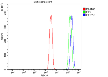 EEF2K Rabbit Polyclonal Antibody