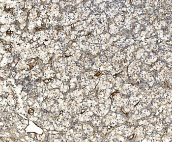 EIF3C Rabbit Polyclonal Antibody