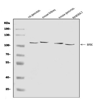 EIF3C Rabbit Polyclonal Antibody