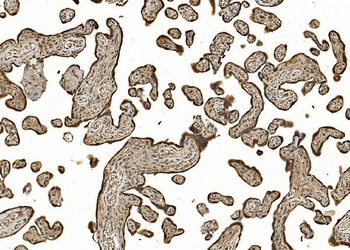 EIF5 Rabbit Polyclonal Antibody
