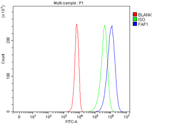 FAF1 Rabbit Polyclonal Antibody