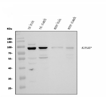 KHSRP Rabbit Polyclonal Antibody