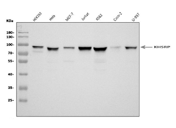 KHSRP Rabbit Polyclonal Antibody