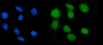 Nr0b2 Rabbit Polyclonal Antibody
