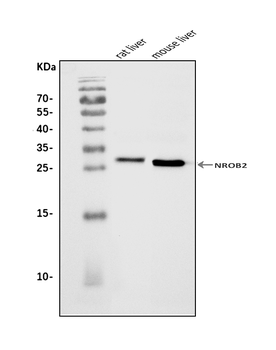 Nr0b2 Rabbit Polyclonal Antibody